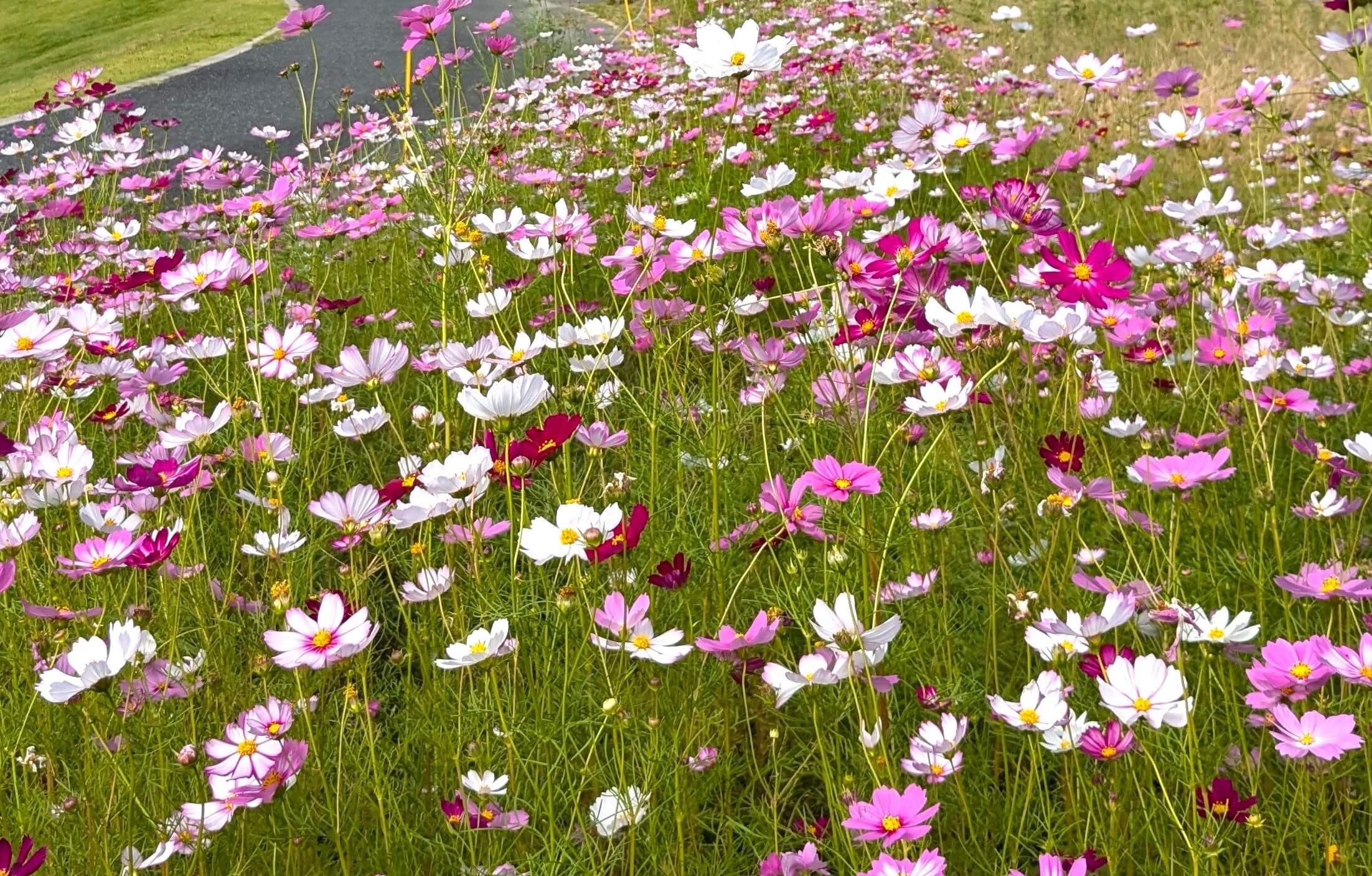 秋桜🌸満開。ただいま見頃です！！